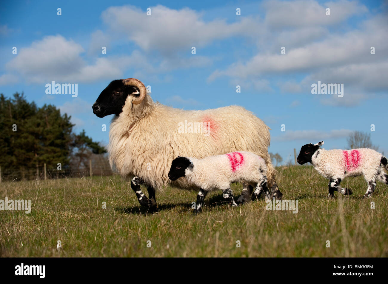 Tipo de Northumberland Blackface oveja con camas de corderos en pie. Foto de stock