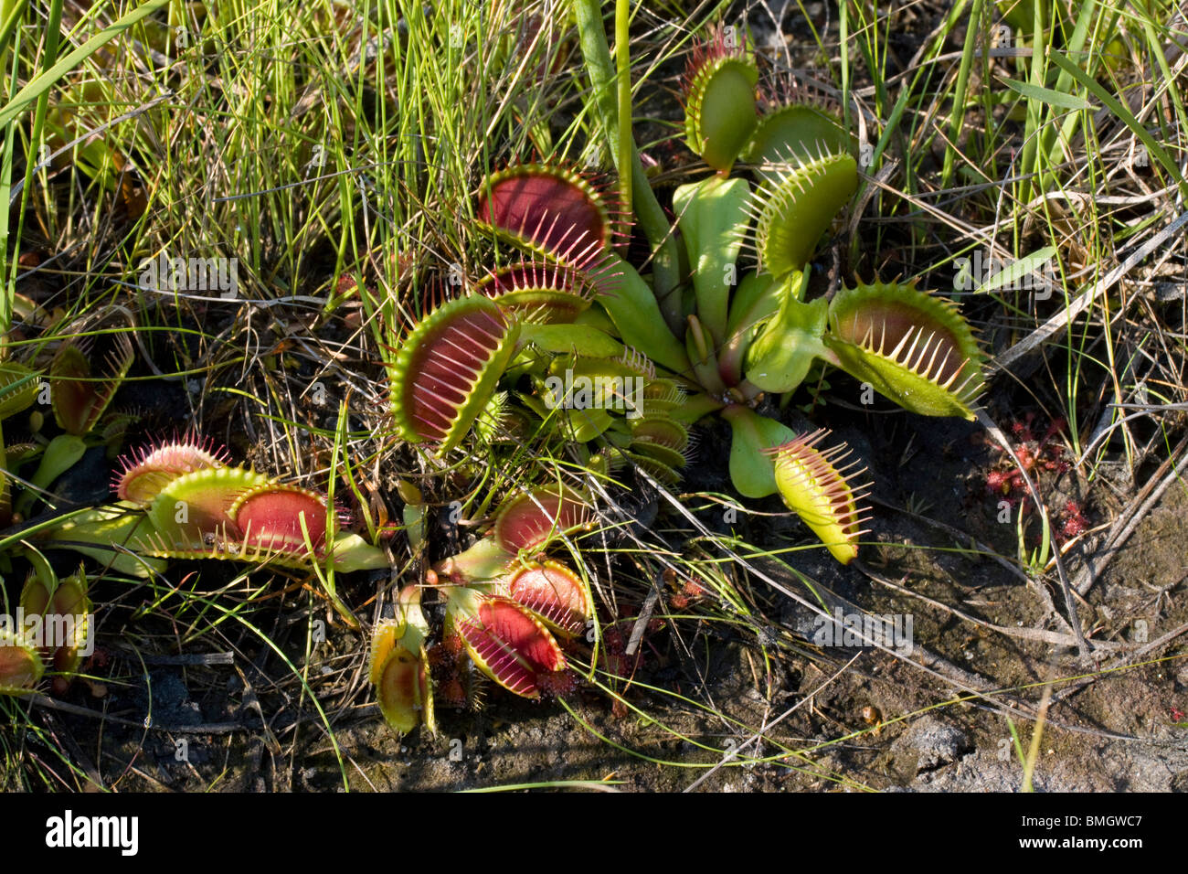 Venus atrapamoscas Dionaea muscipula con trampas abiertas y cerradas el sureste de EE.UU. Fotografiado en el hábitat nativo Foto de stock