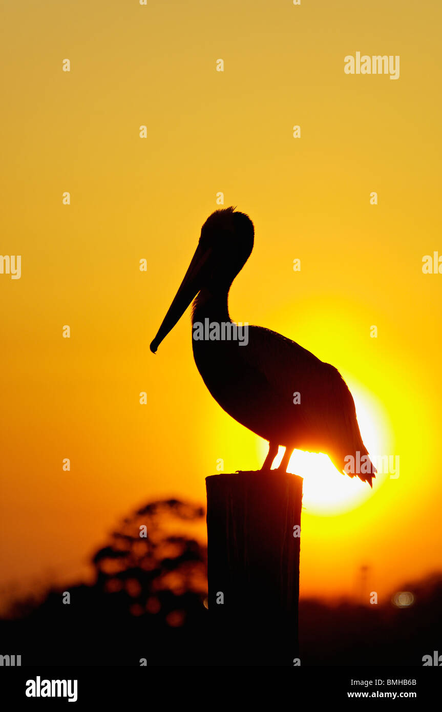 Brown Pelican siluetas contra puesta de sol en el muelle pilotes en Shem Creek en Mount Pleasant, Carolina del Sur Foto de stock