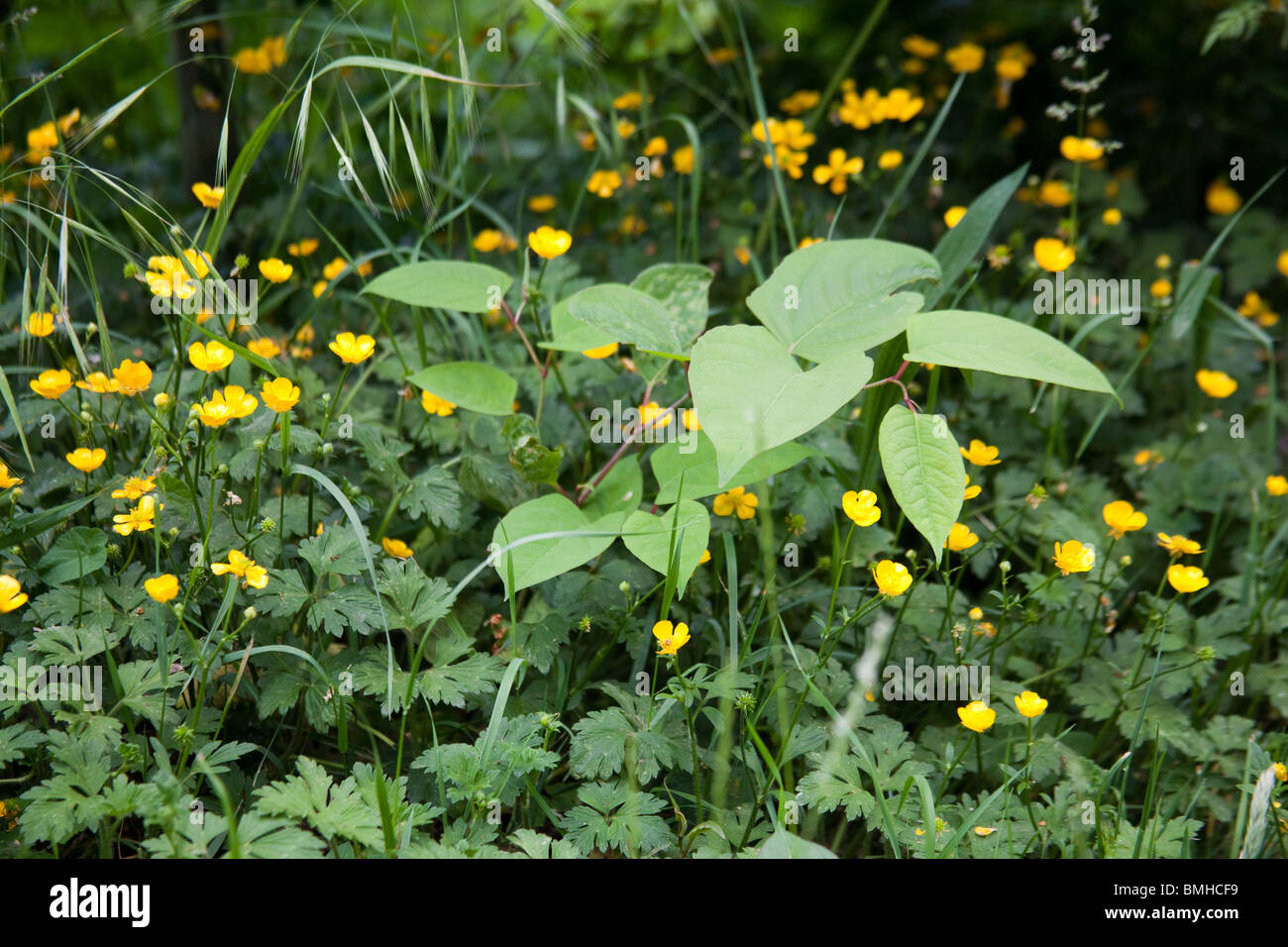 Knotweed japonés que crece en un hedgerow después de ser volado inclina, Hattingley, Hampshire, Inglaterra. Foto de stock