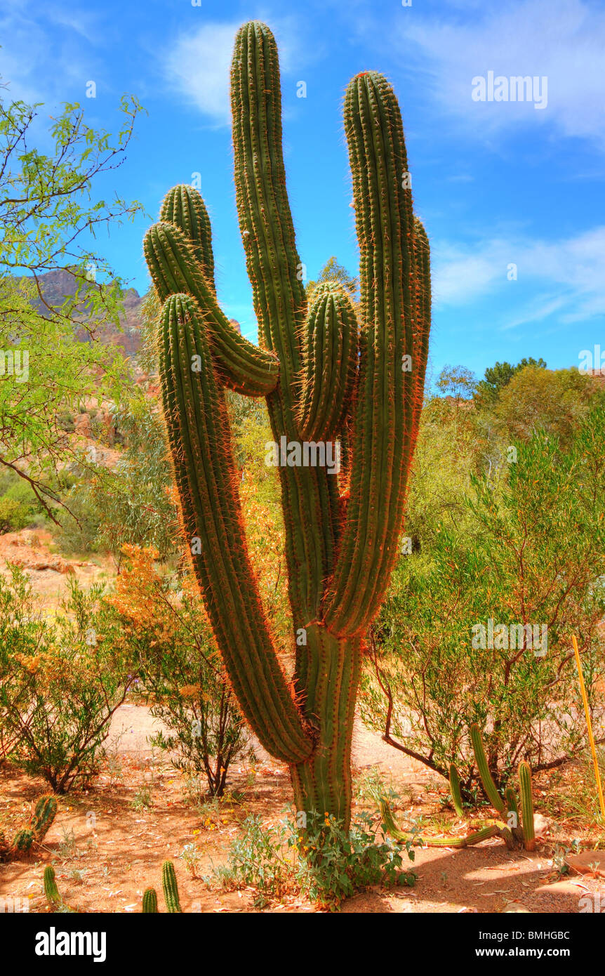 Cereus giganteus cacto saguaro en la primavera en el desierto de Arizona Foto de stock