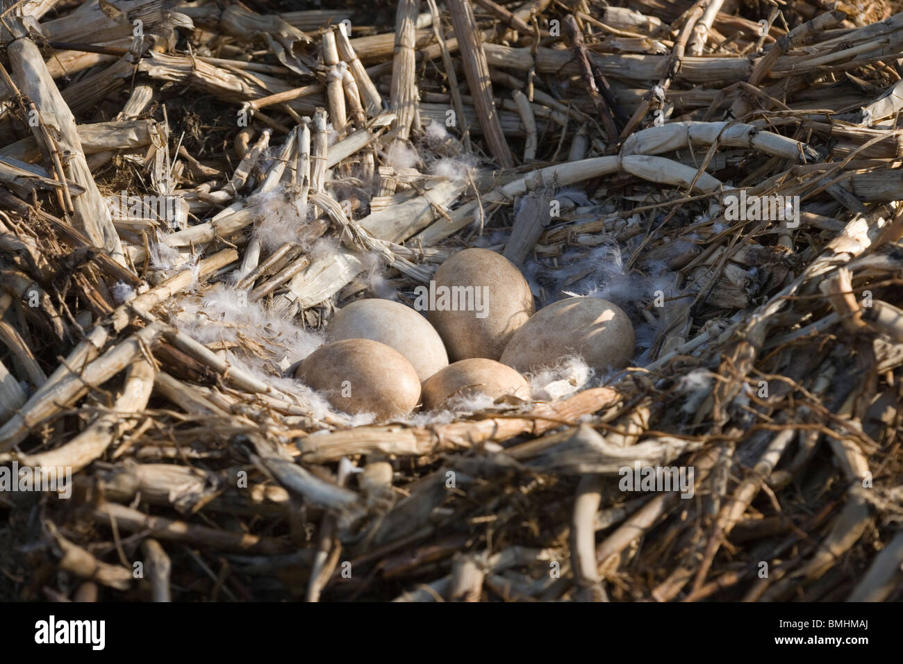 Graylag Goose (Anser anser). Nidos y huevos de embrague completo. Calthorpe amplia, Norfolk. De abril. Foto de stock