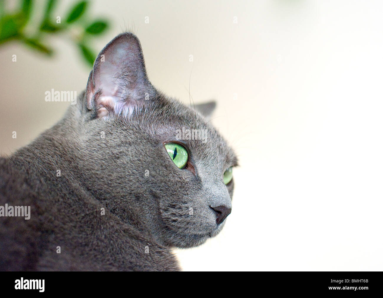 Retrato de un gato de raza azul ruso Foto de stock