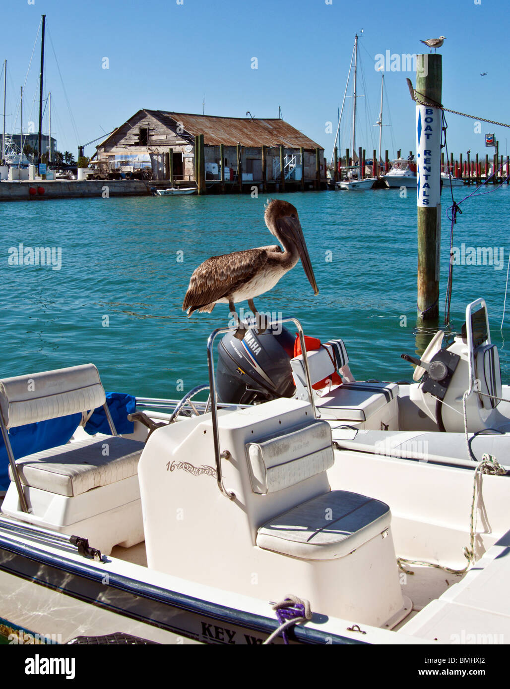 Pelican al timón en un barco en Key West Foto de stock