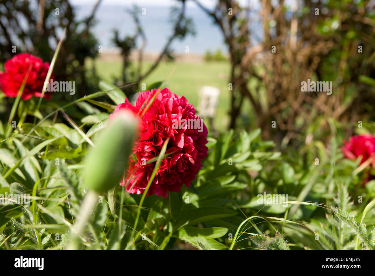 Rosa peonía o paeony flower - en un jardín cerca del mar. Foto de stock
