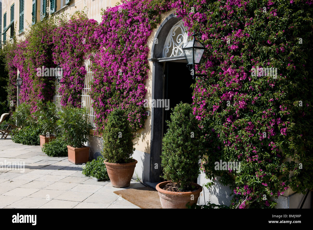 Italia, Liguria, la fachada de la casa con flores buganvillas, y windows Foto de stock