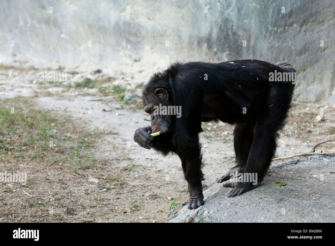 El chimpancé relajándose bajo el sol Foto de stock