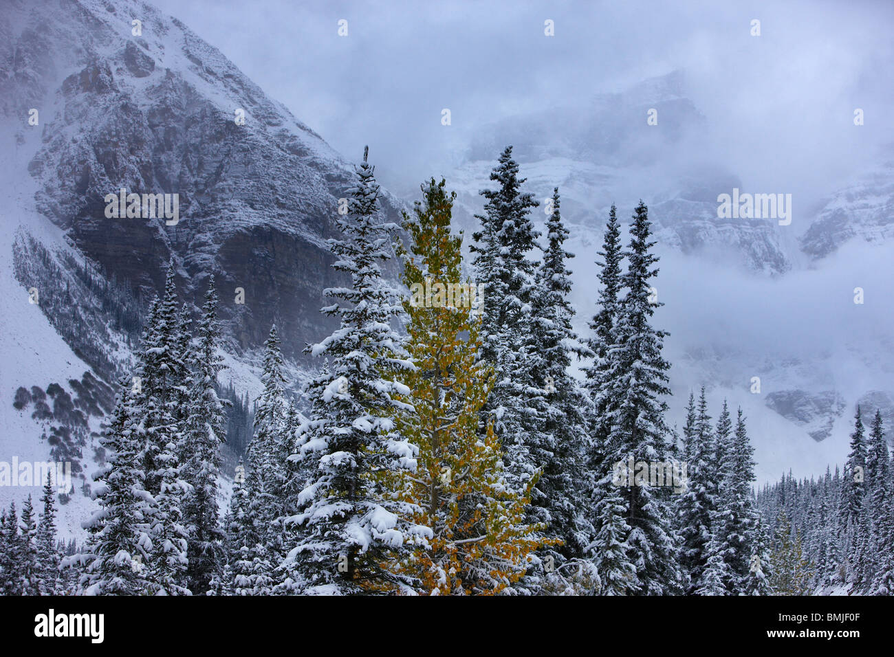 Los colores de otoño y una nieve fresca en el Valle de los Diez Picos, Parque Nacional de Banff, Alberta, Canadá Foto de stock