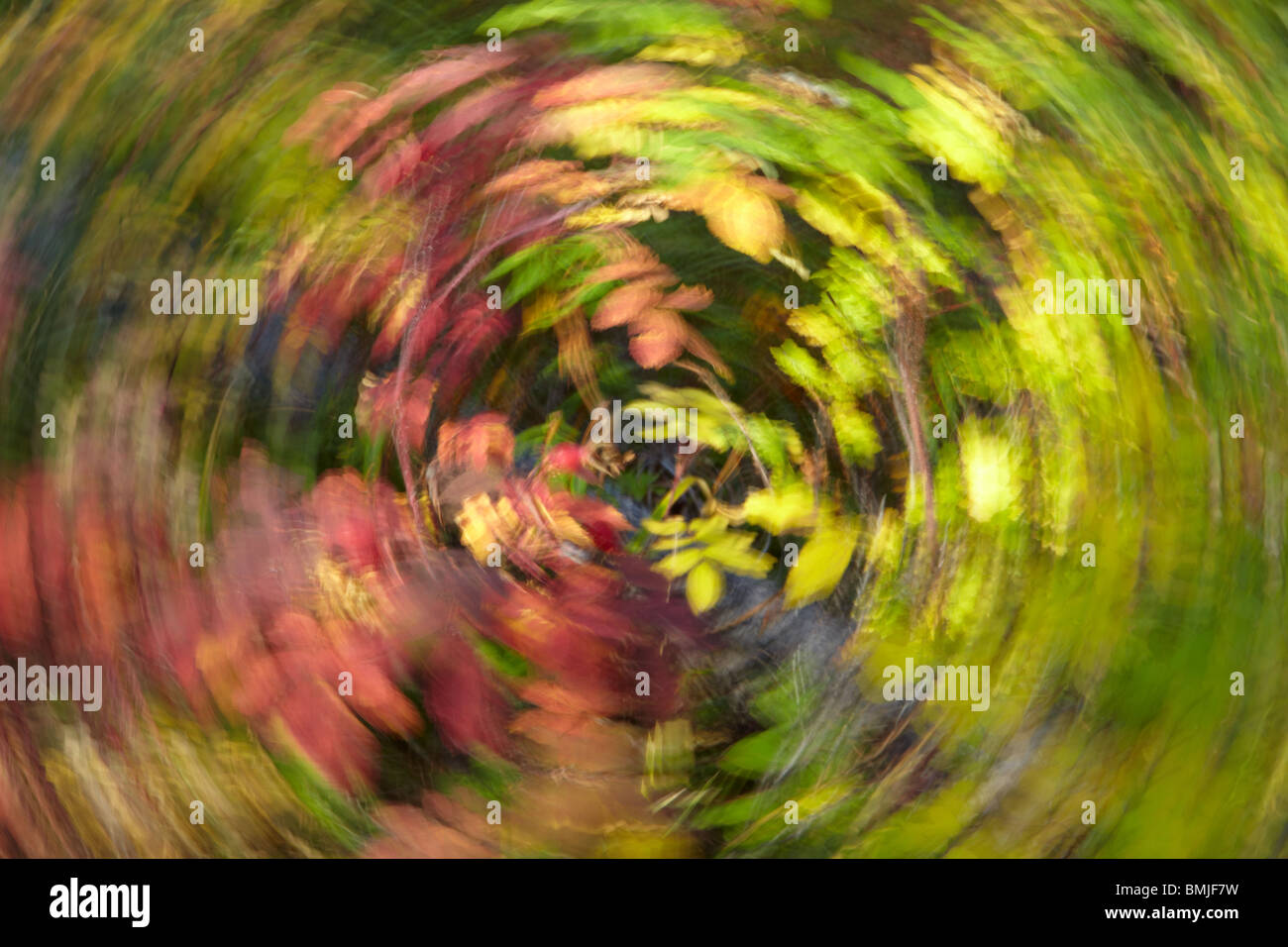 Desenfoque de movimiento circular sobre los colores del otoño, el Parque Nacional de Jasper, Alberta, Canadá Foto de stock