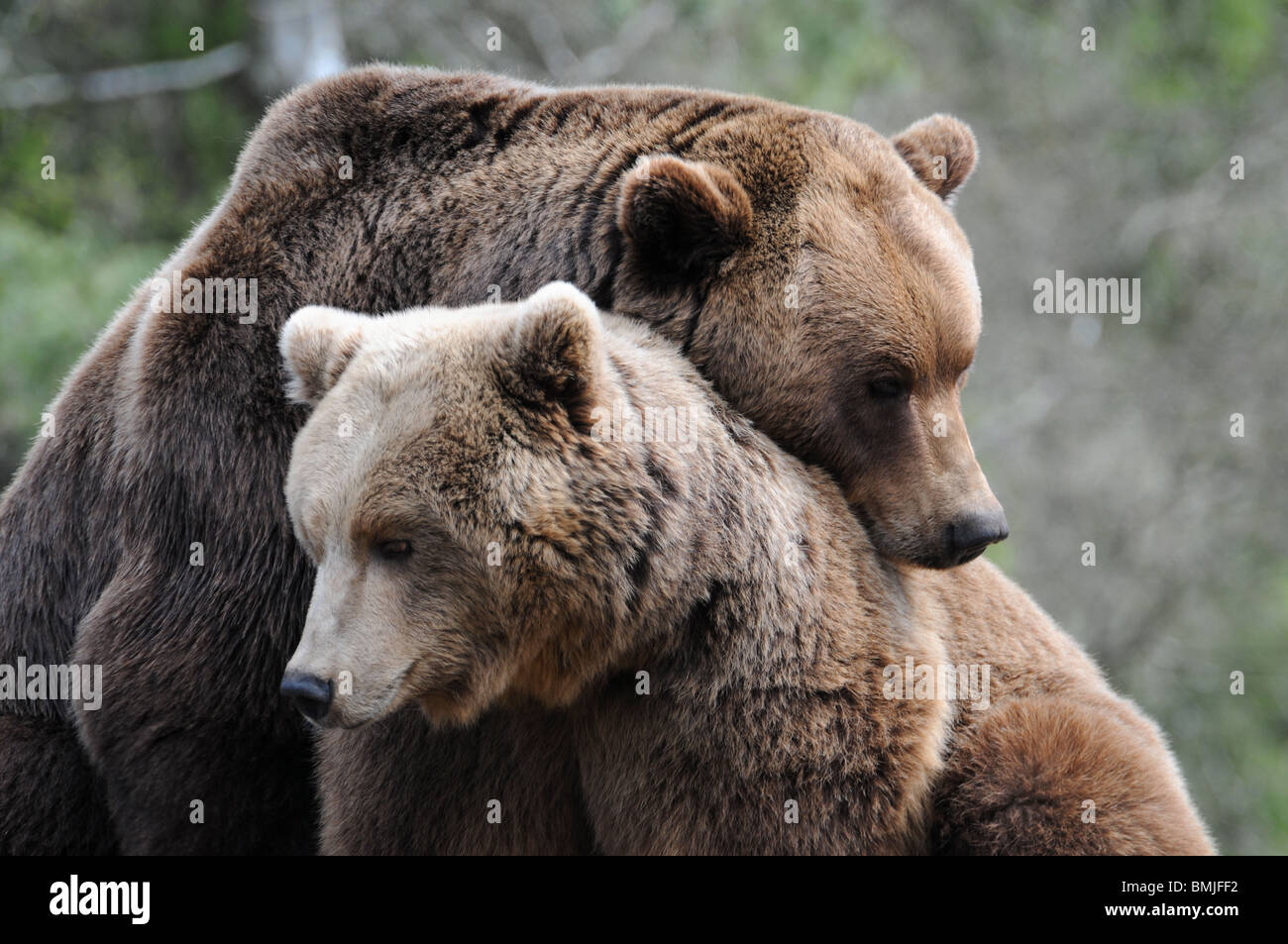 Los osos pardos (macho, hembra) Foto de stock