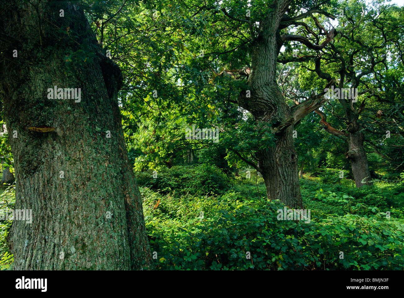 Bosque de árboles de roble Foto de stock