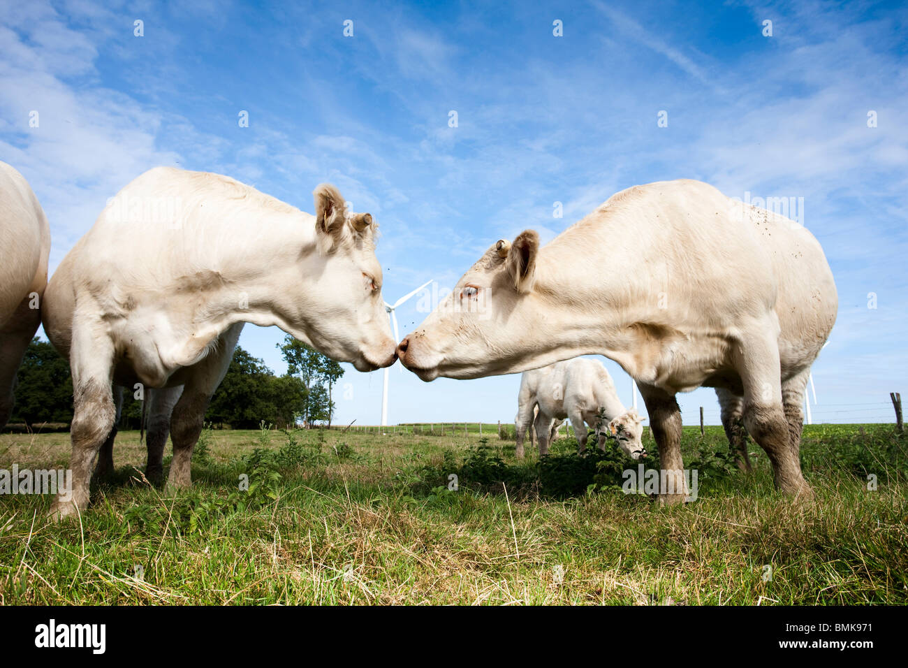 Las vacas en frente del parque eólico de 'La Picôterie' Foto de stock