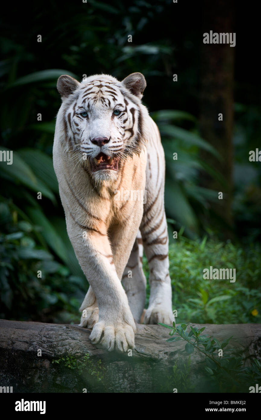 Tigre Blanco macho. Doble gen recesivo produce color pálido morph. Fotografiado en cautividad en el Zoo de Singapur. Foto de stock