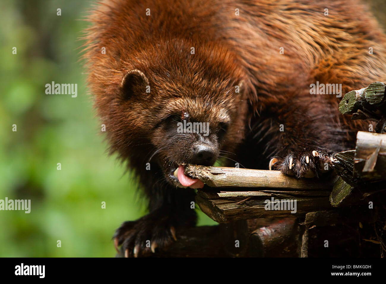 Un wolverine masticar un pedazo grande de madera. Foto de stock