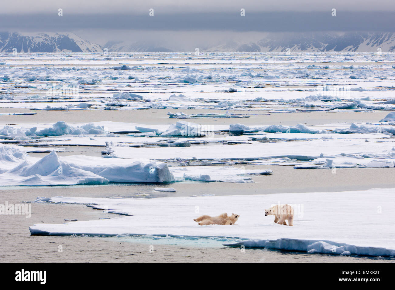 Los osos polares en la banquisa, Woodfjorden, norte ártico Svalbard, Spitsbergen, Noruega. Foto de stock