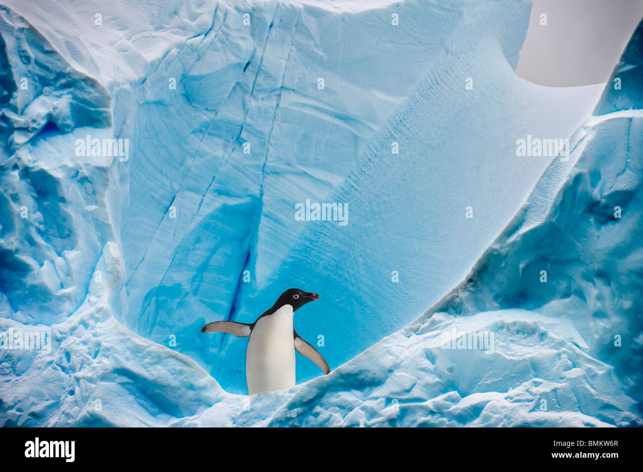 Pingüinos Adelie en iceberg, Graham pasaje, Península Antártica, en la Antártida. Foto de stock