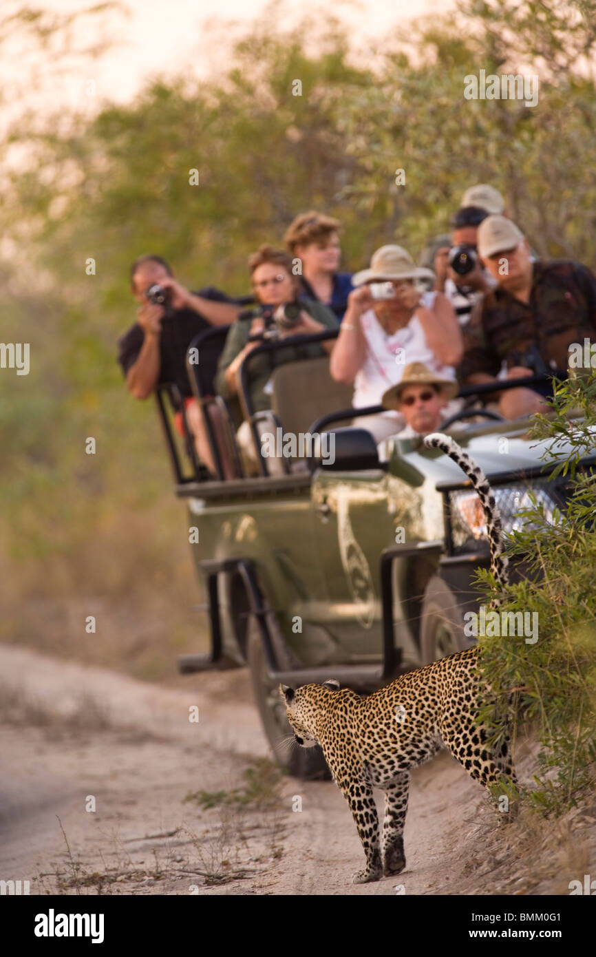 El leopardo (Panthera pardus) cerca Arathusa Safari Lodge, Reserva Sabi Sand, Mpumalanga, Sudáfrica Foto de stock