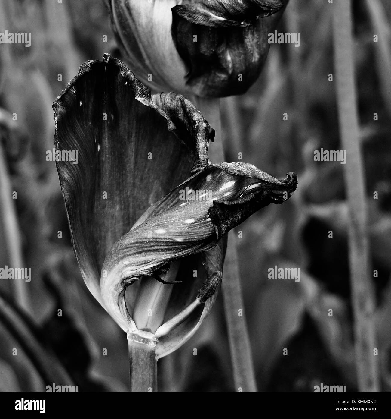 Blanco y Negro cerca de un morir tulip flores secas. Foto de stock