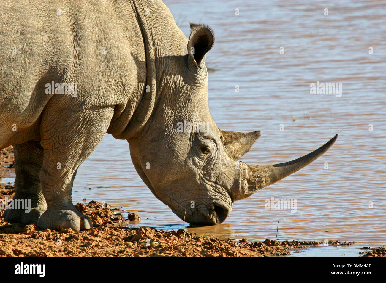 África, África del Sur, Kwandwe. El rinoceronte blanco. Foto de stock