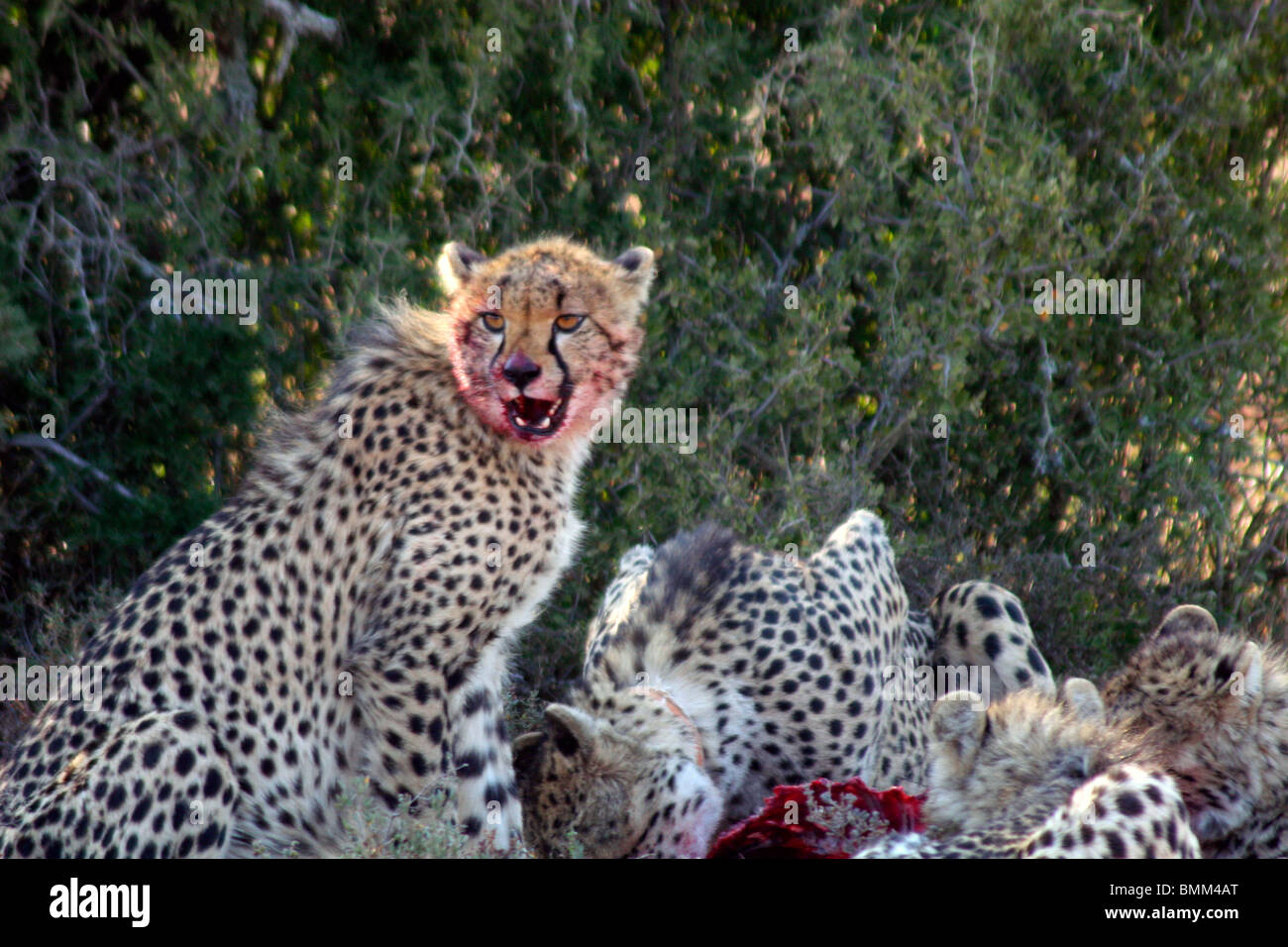 África, África del Sur, Kwandwe. Una madre y sus cuatro cachorros de guepardo devorar un impala en Kwandwe Reserva de Caza. Foto de stock