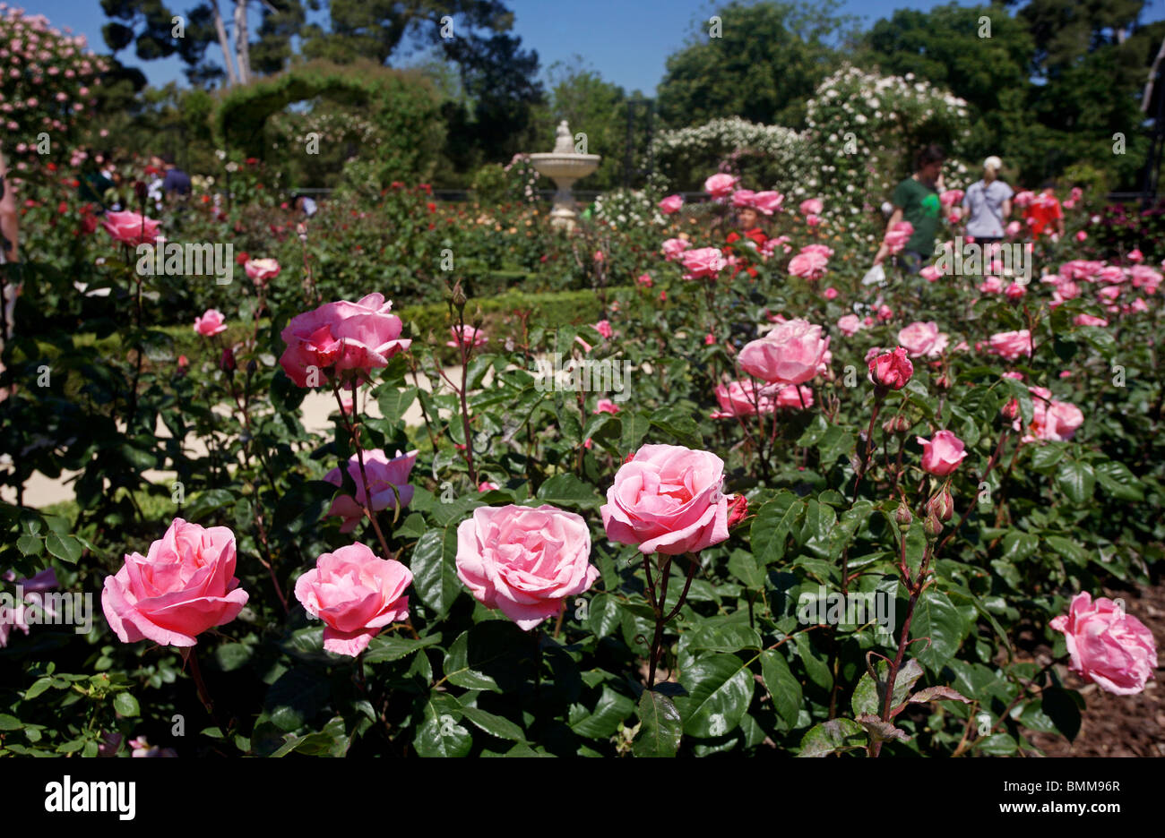 Jardín de rosas, Retiro, Madrid, España Foto de stock