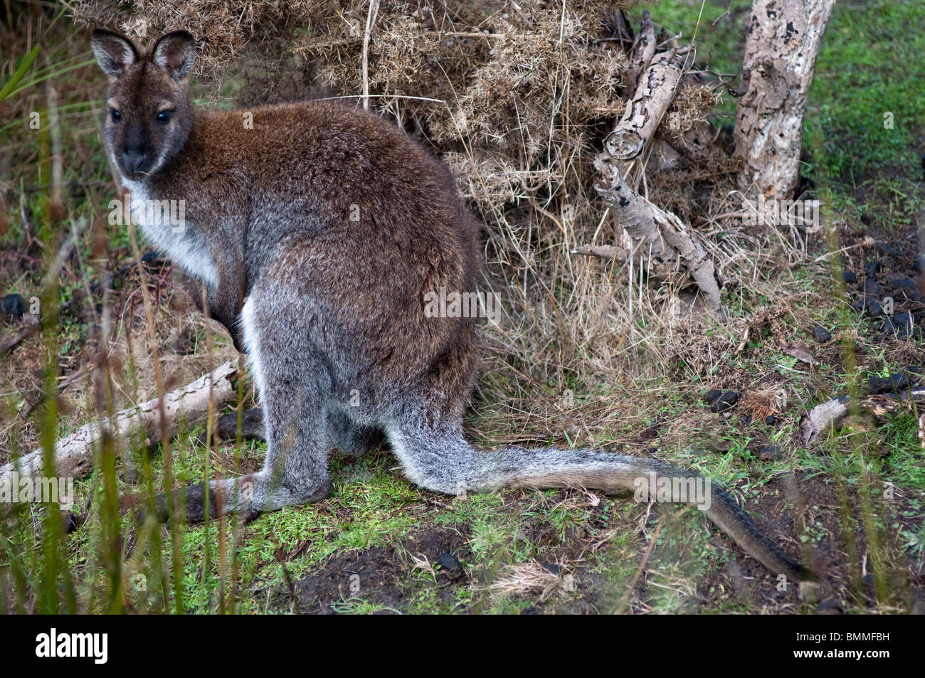 Un wallaby rufo en Parque Nacional Narawntapu en el noreste de Tasmania Foto de stock