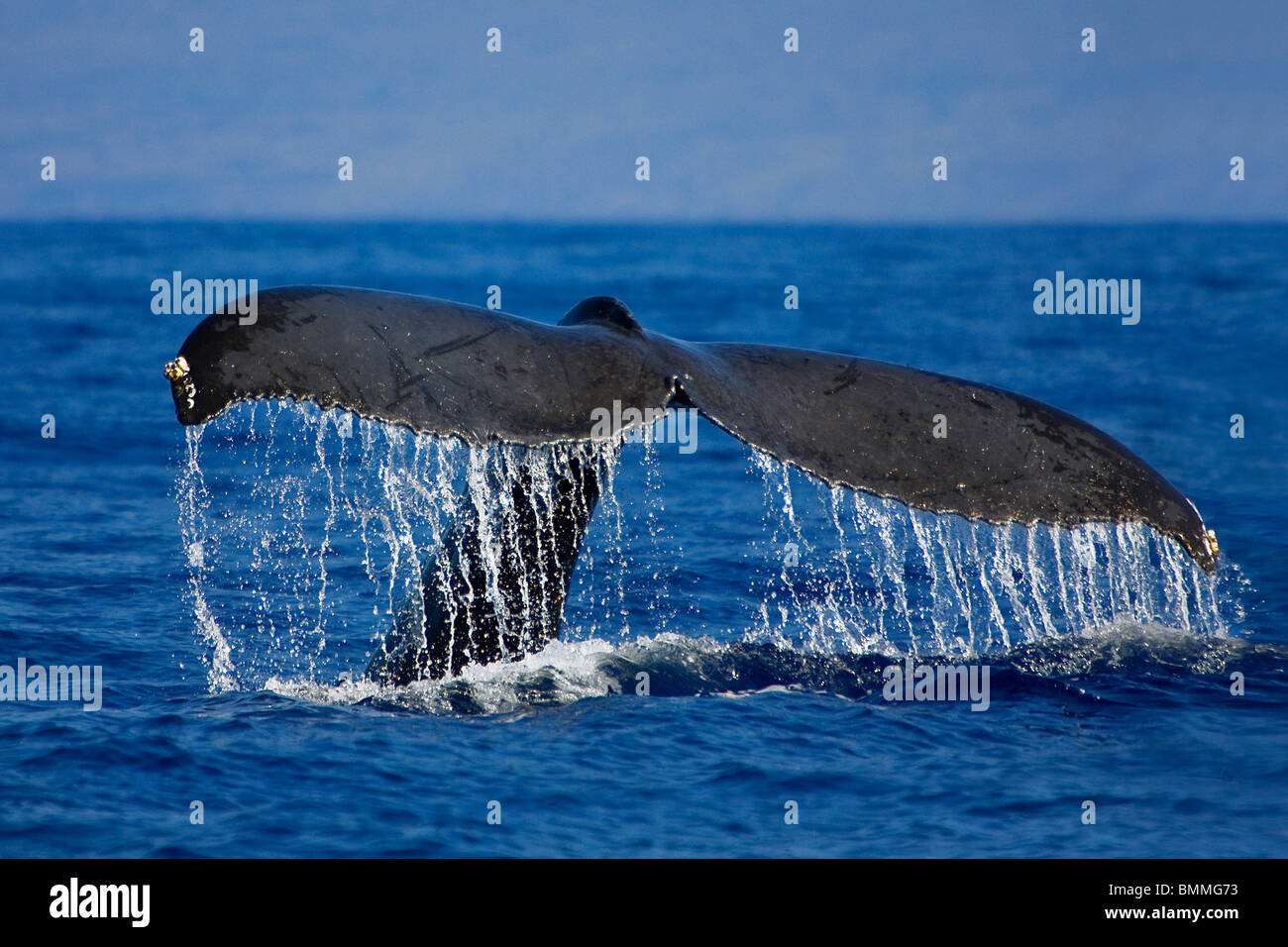 La ballena jorobada, Megaptera novaeangliae, Hawaii, USA, Océano Pacífico Foto de stock