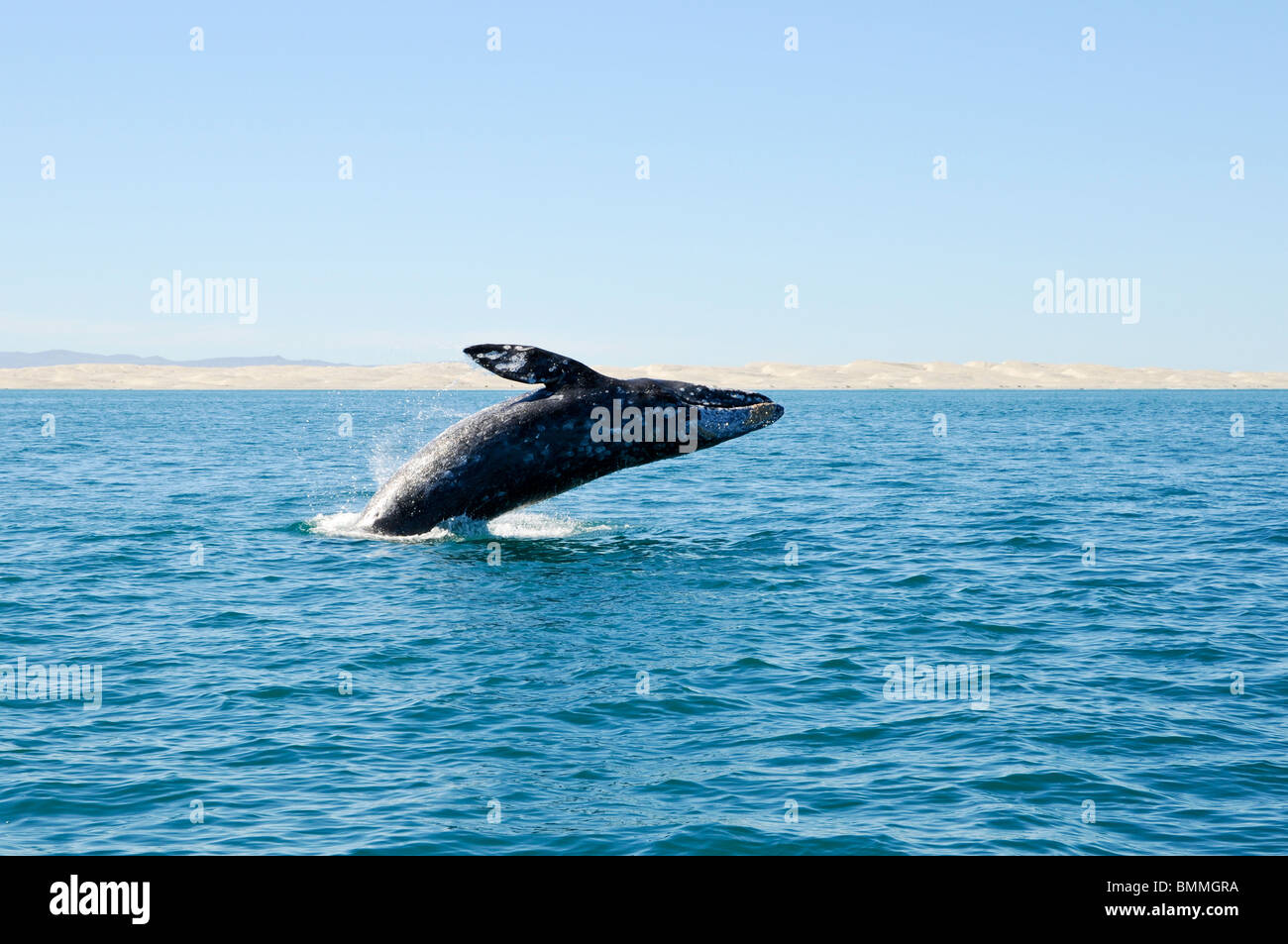 Salto de la ballena gris en Guerrero Negro, Baja California Foto de stock