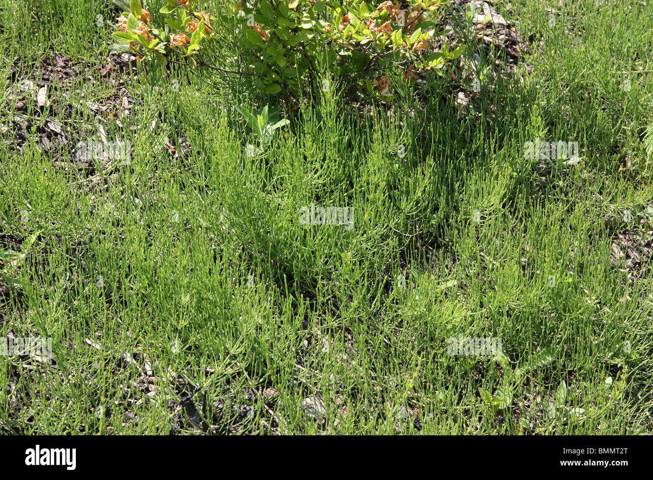 Equiseto o cola de caballo (Equisetum arvense) es muy arraigadas y difíciles de erradicar Foto de stock