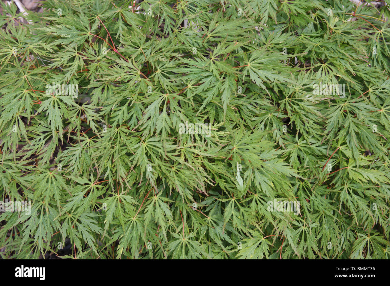 ACER PALMATUM VAR. DISSECTUM mostrando el Follaje Foto de stock