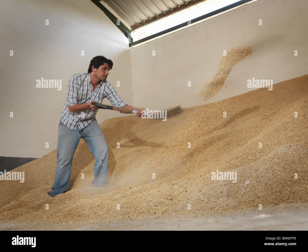 Hombre apalear grano en el granero Foto de stock