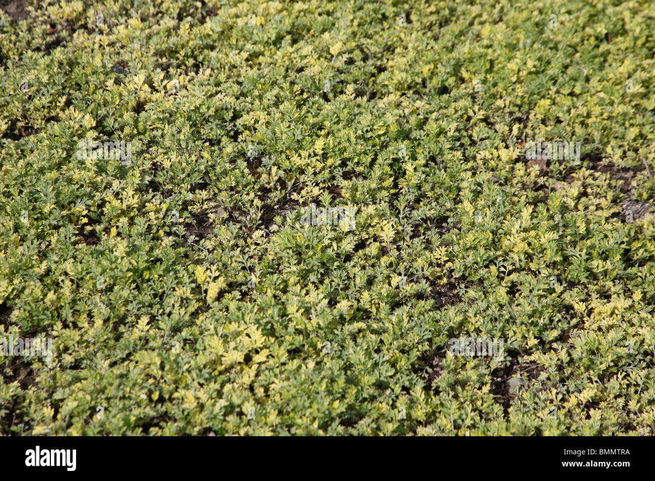 El Artemesia vulgaris limelight orientales plantas creciendo como cubierta de tierra Foto de stock