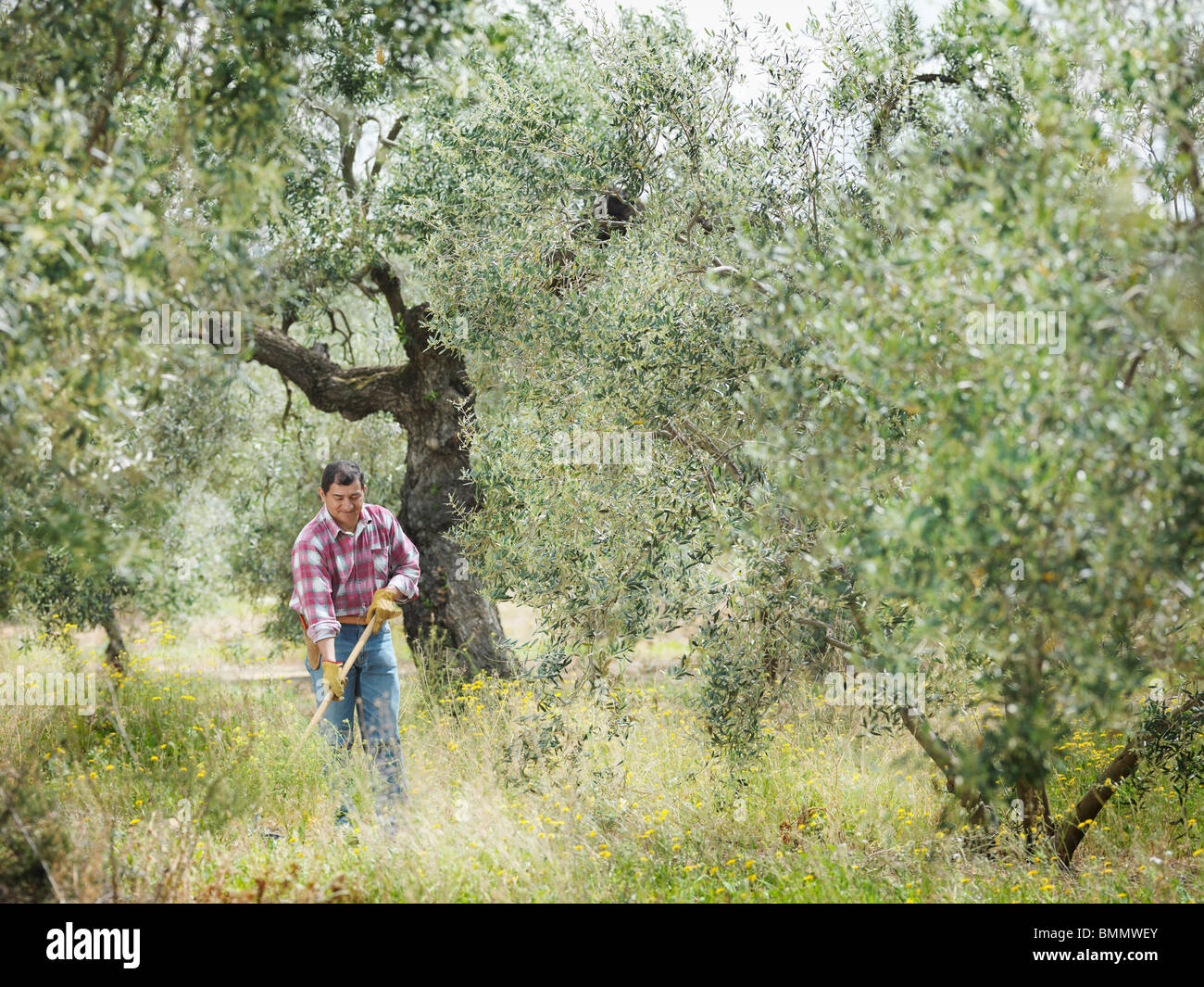 El hombre en el olivar de rastrillado Foto de stock
