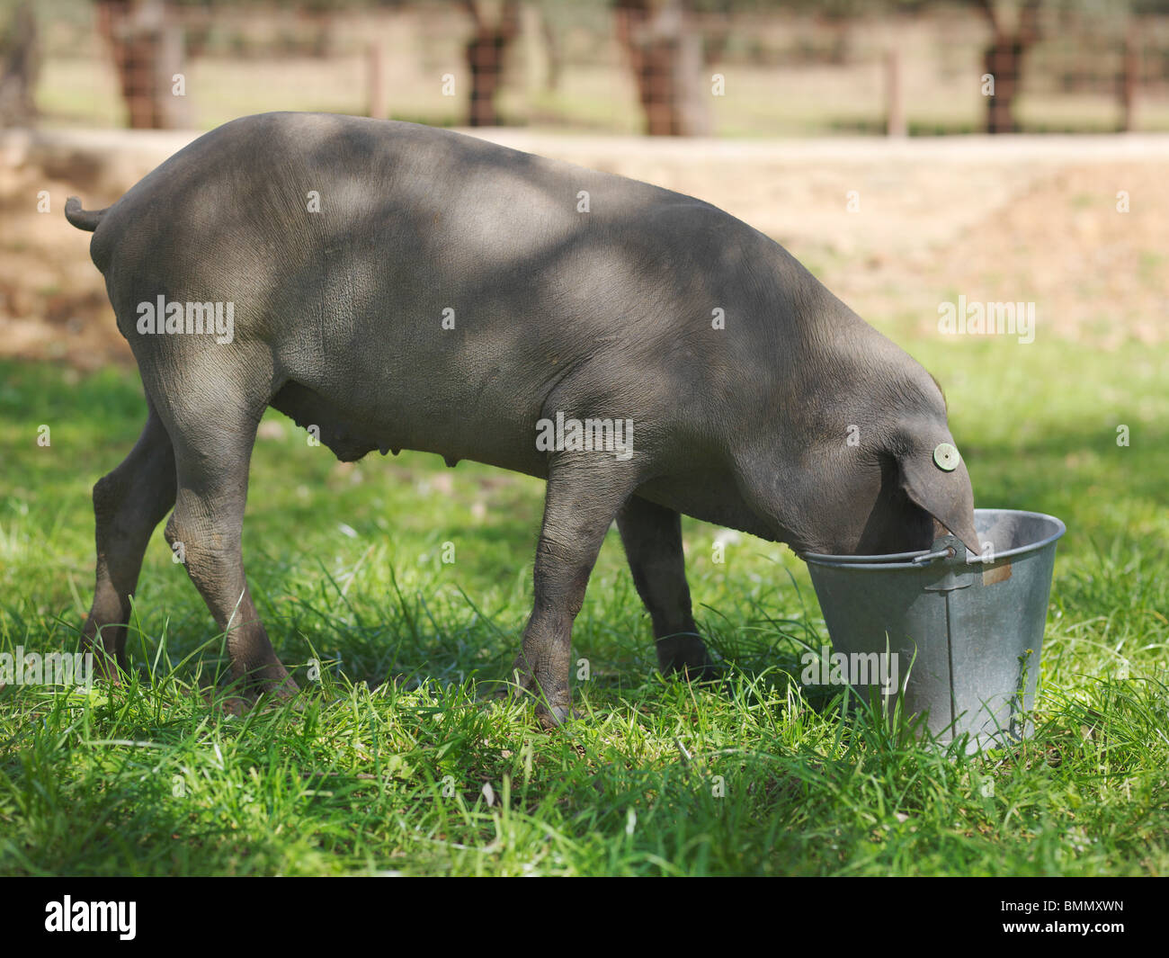 Comer cerdo ibérico con la cabeza de la cuchara Foto de stock