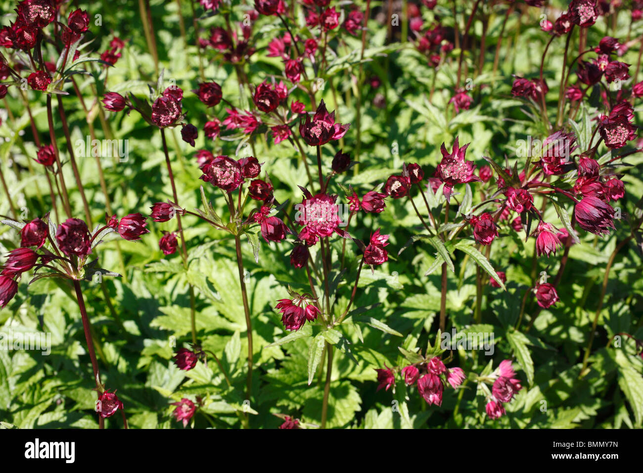 Hadspen astrantia planta sangre en flor Fotografía de stock - Alamy