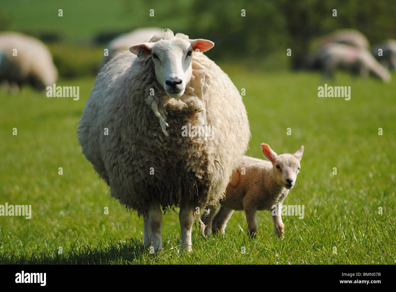 Una oveja y cordero en un campo, Dorset, Inglaterra Foto de stock