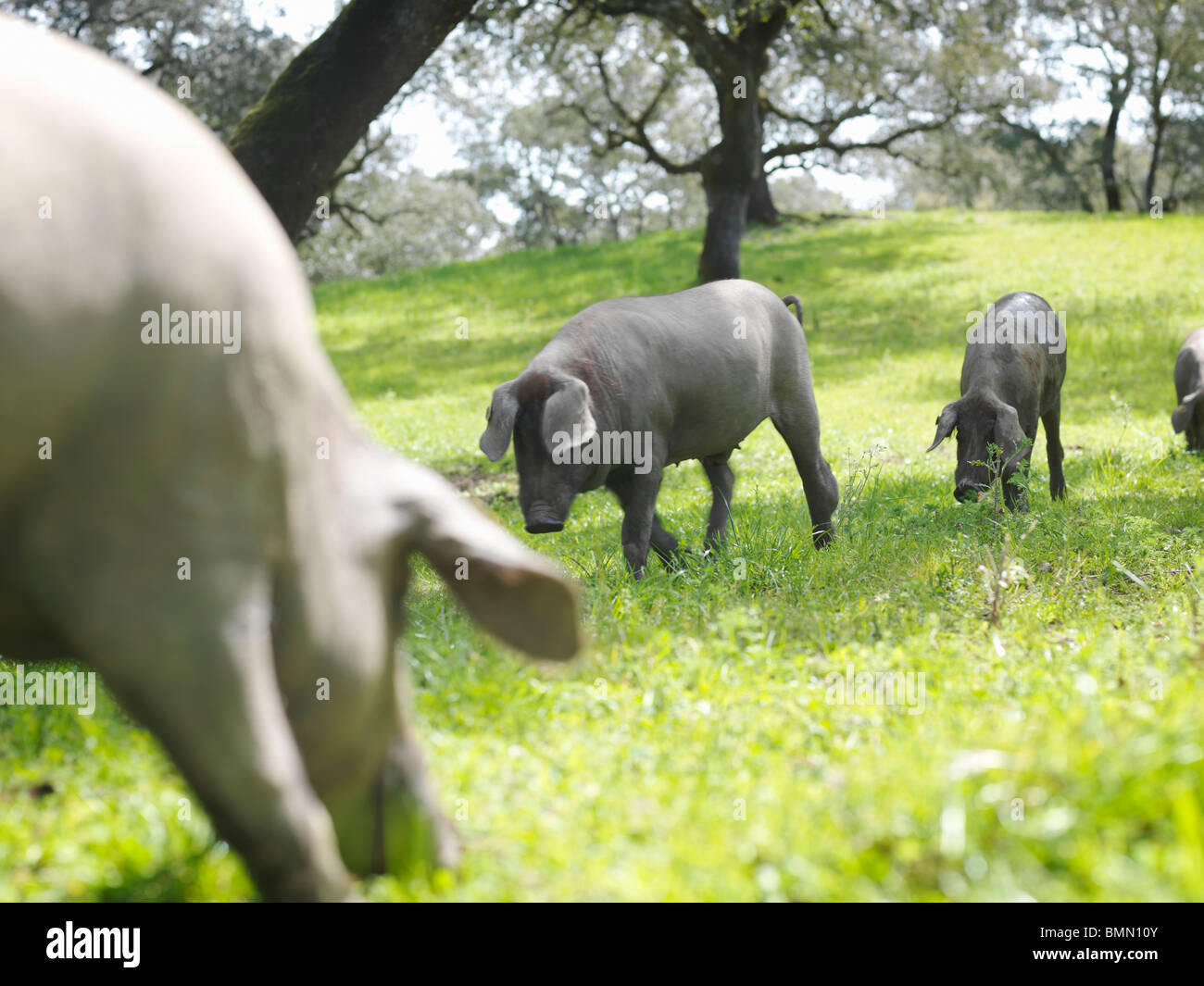 Iberico de cerdos en la granja Foto de stock