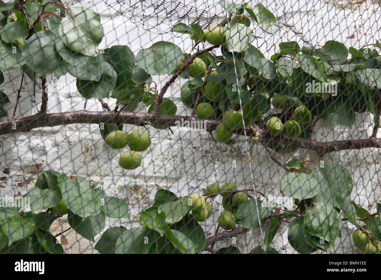 Aoricot (Prunus armeniaca) Moorpark madurando en el árbol detrás de red protectora Foto de stock