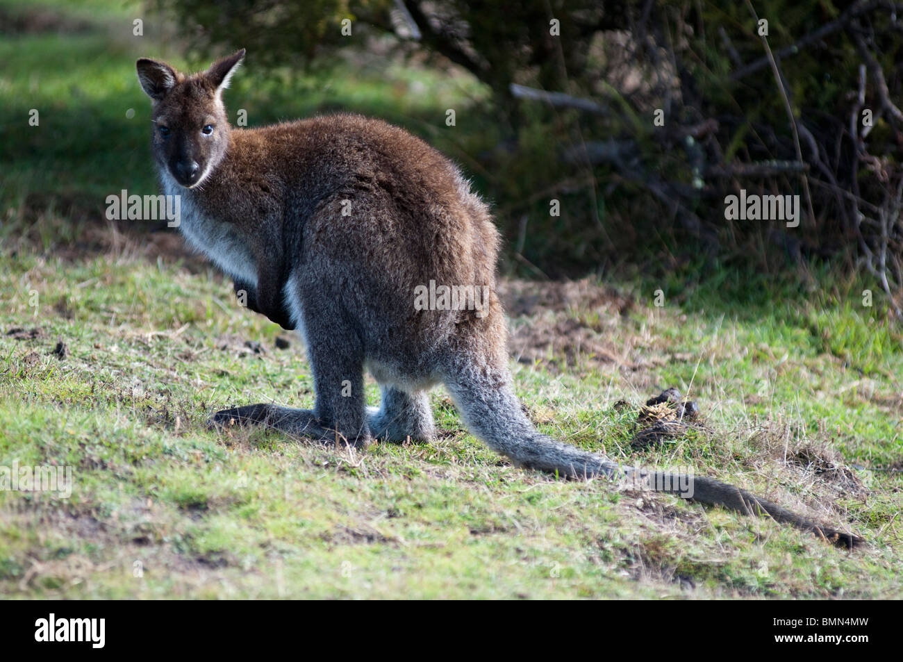 Un wallaby rufo en Parque Nacional Narawntapu en el noreste de Tasmania Foto de stock