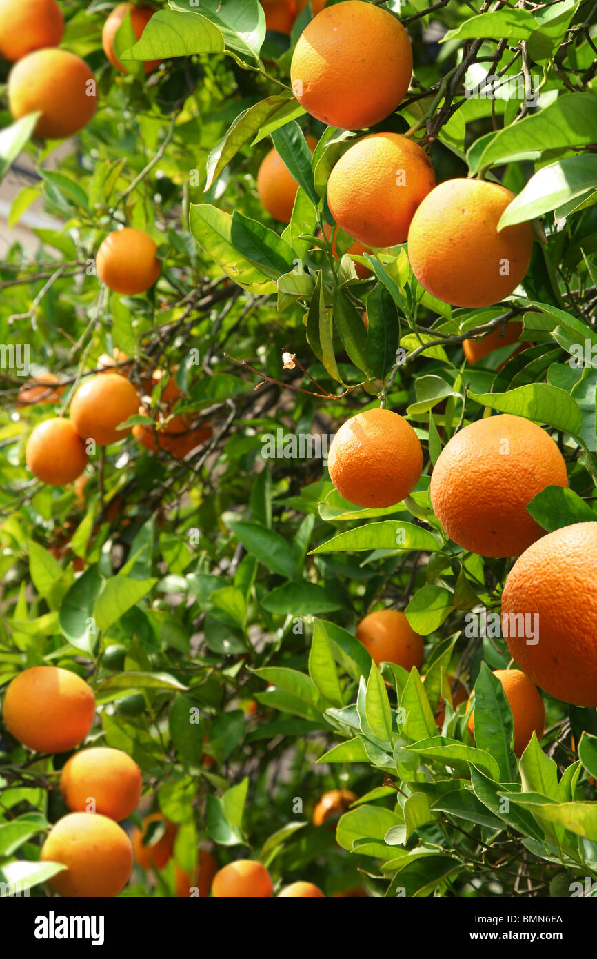 Los árboles de naranja con naranjas maduras Foto de stock