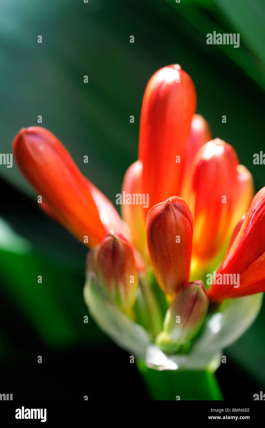 Capullo de flor sin abrir fotografías e imágenes de alta resolución - Alamy