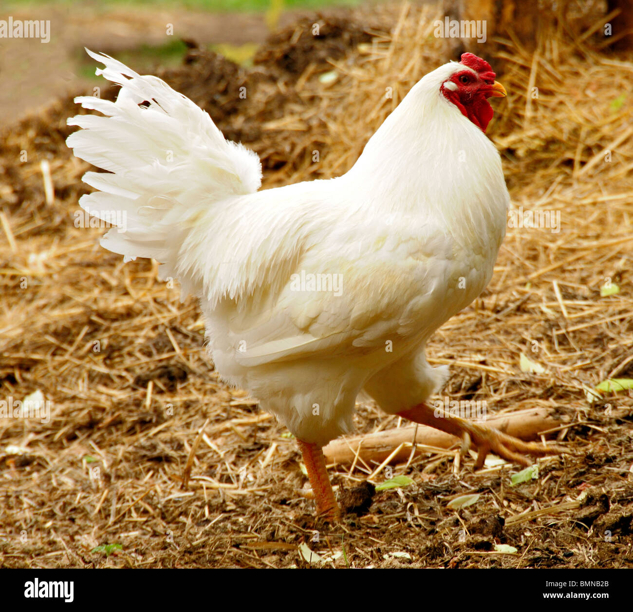 Caminando a través de gallo blanco paja barnyard Foto de stock