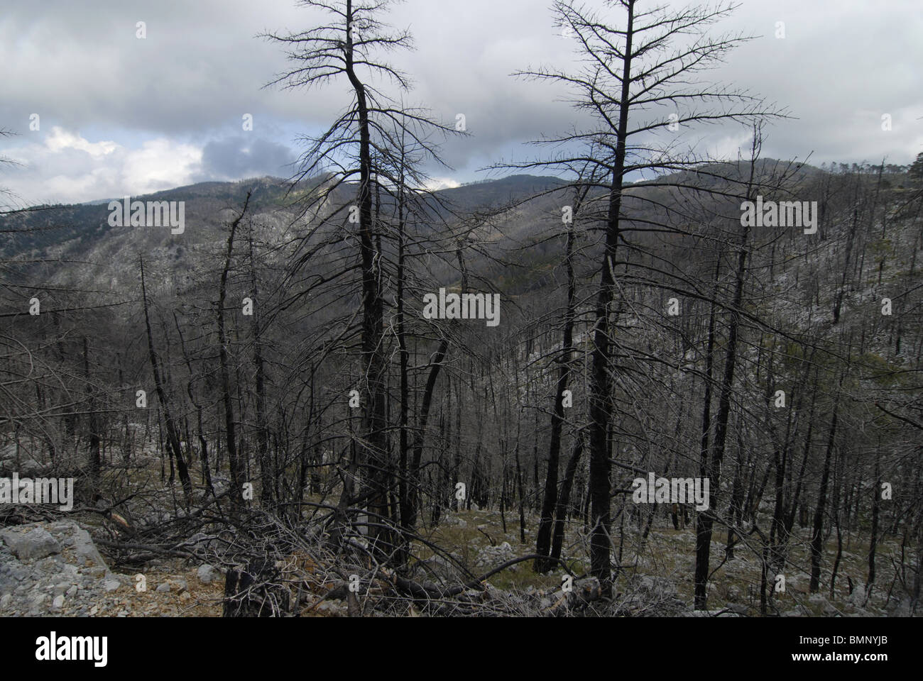 Los árboles muertos después de los incendios forestales, Grecia Foto de stock