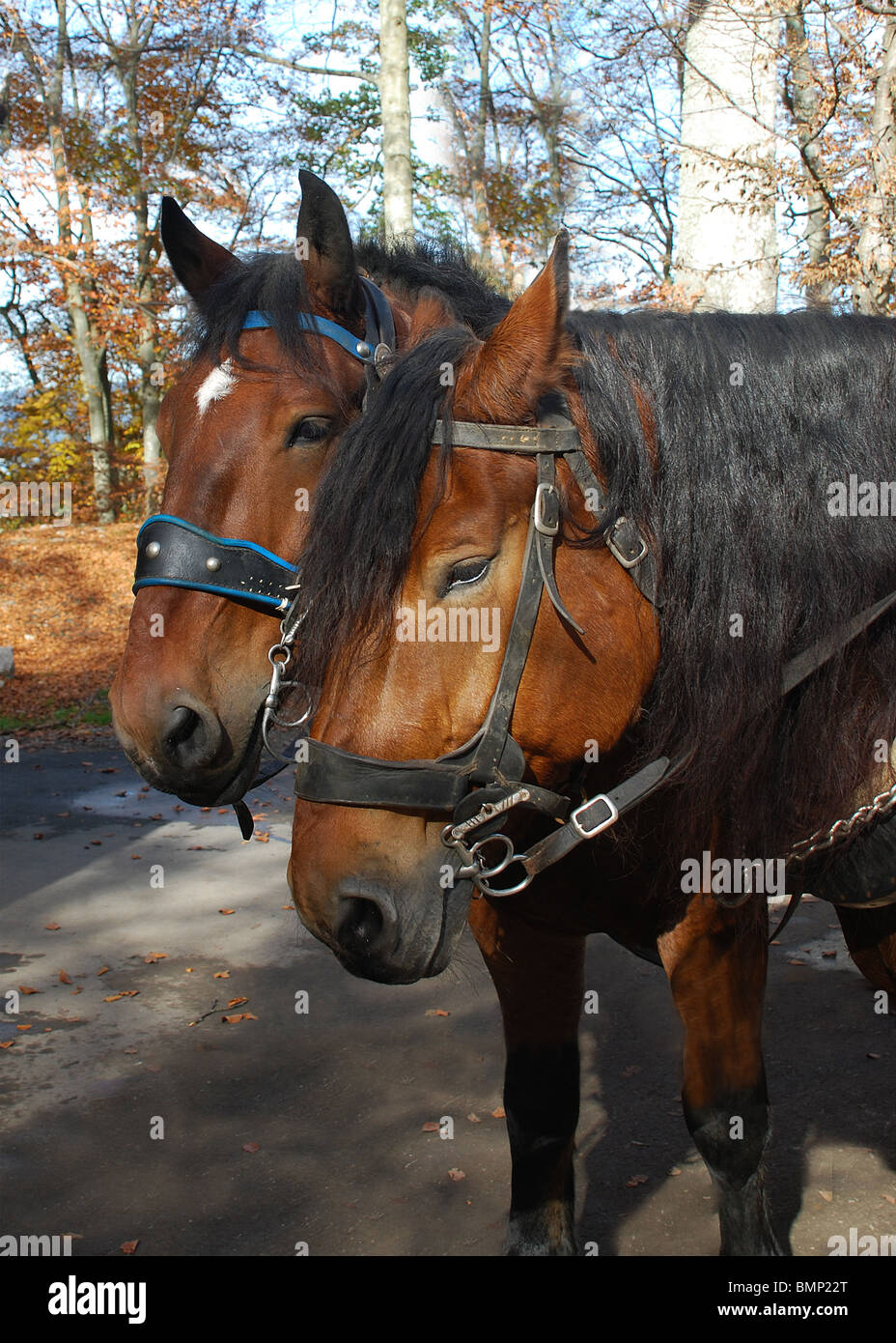 Dos caballos de tiro esperando para llevar a los turistas de montaña abajo en Neuschwanstein Alemania Foto de stock