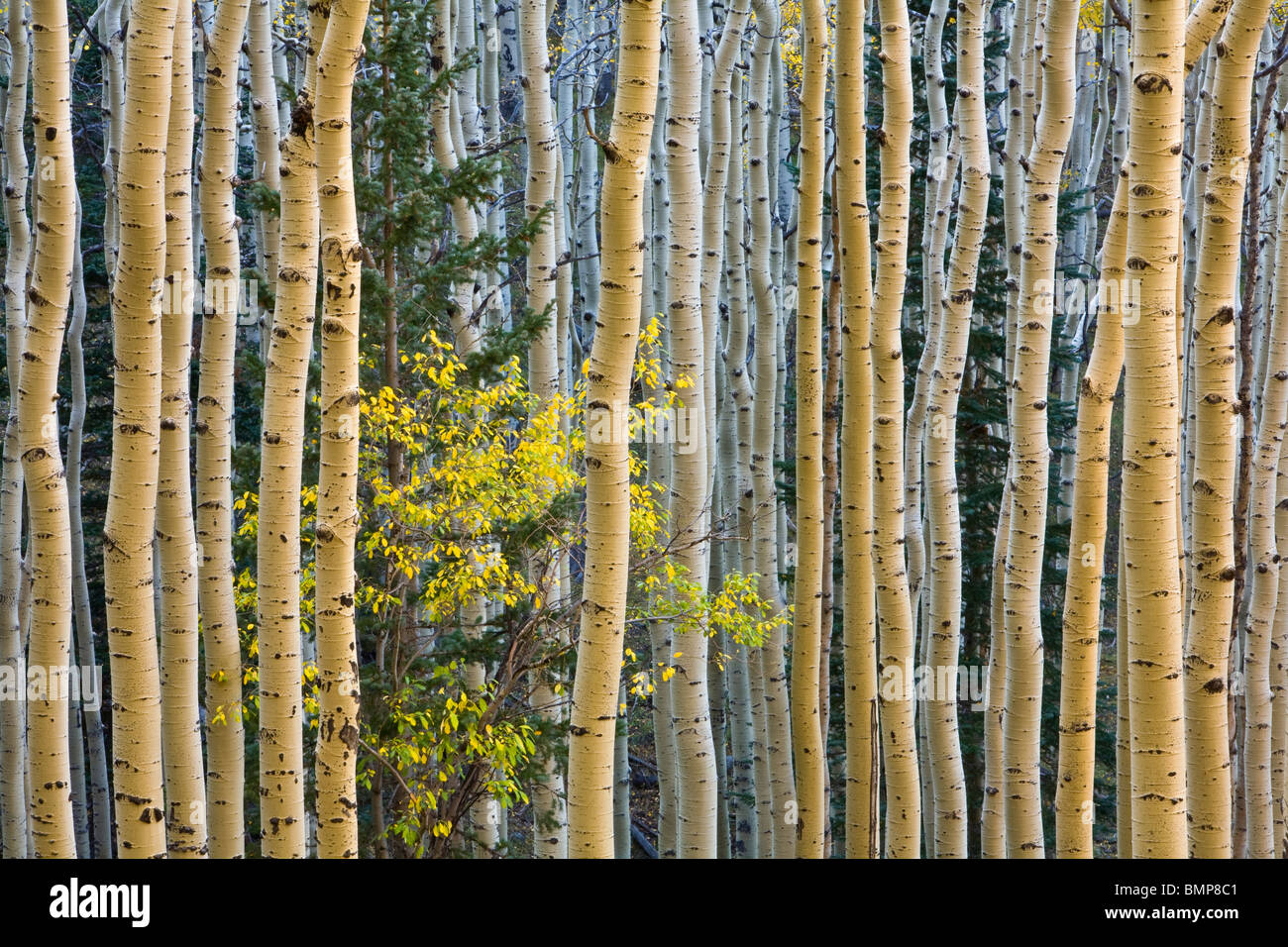 Aspen Grove de otoño con amarillo árbol chokecherry árboles en las laderas de los Picos de San Francisco, el Bosque Nacional Coconino, Arizona Foto de stock