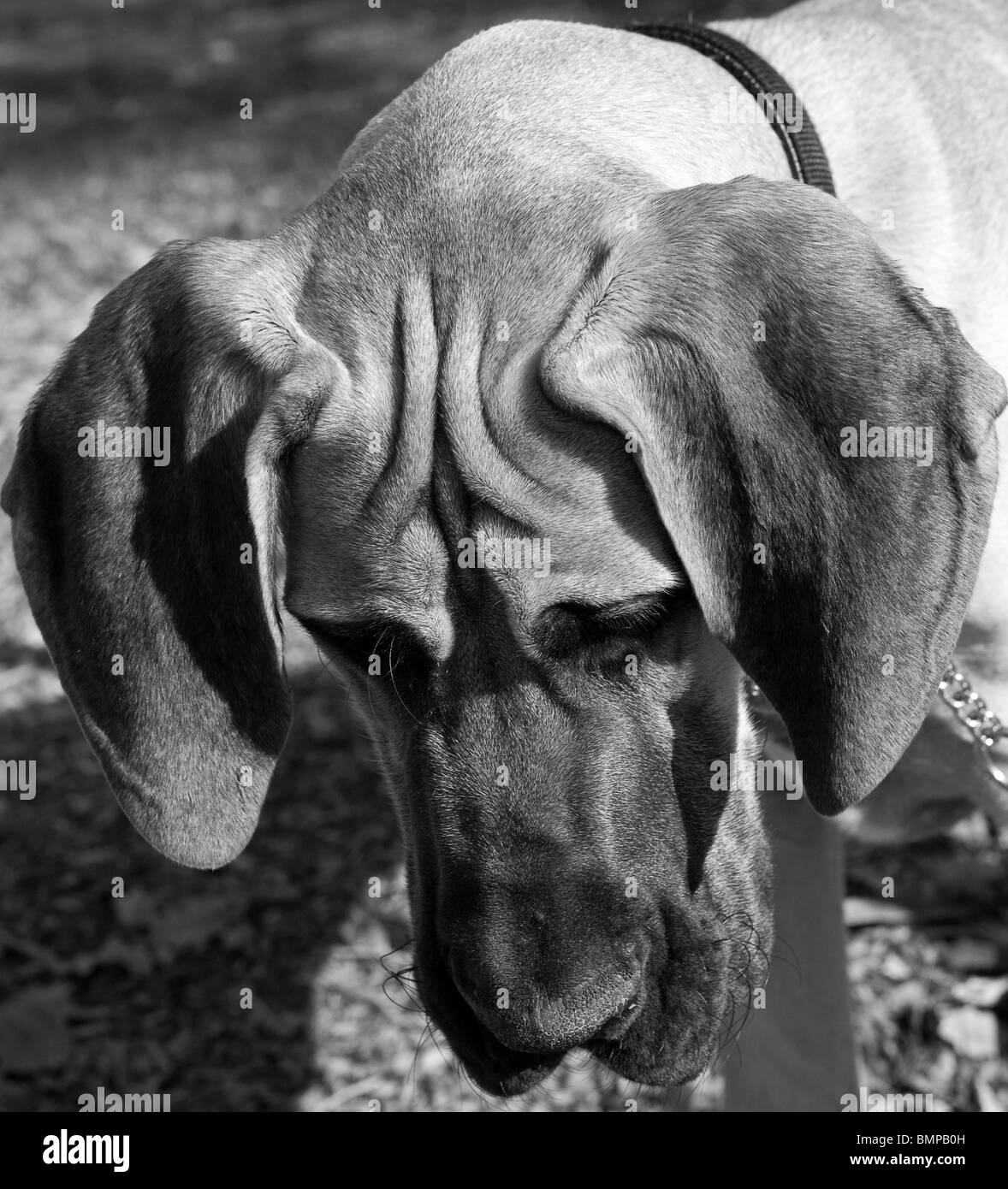 Un gran danés cachorro mirando hacia abajo Foto de stock