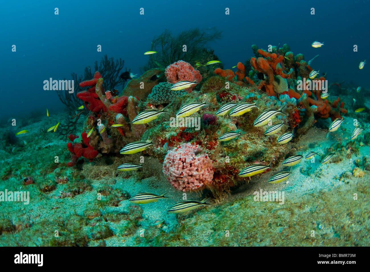 Arrecifes de Coral en Palm Beach, Florida, con un surtido de invertebrados marinos y especies de peces. Foto de stock