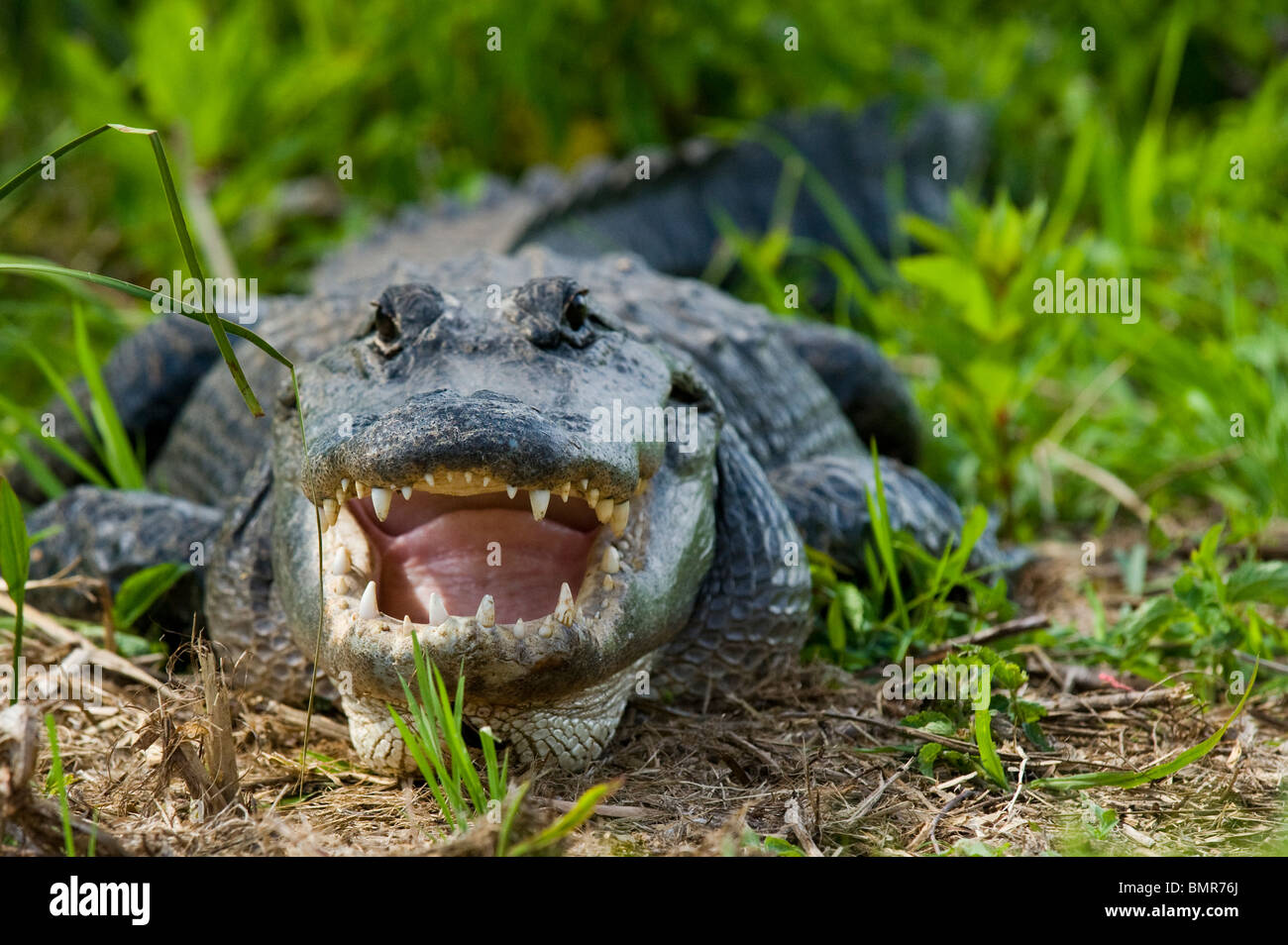 Salvaje, irrestricta de Cocodrilo Americano (Alligator mississippiensis) en el Valle de los tiburones, el Parque Nacional Everglades, en Florida. Foto de stock