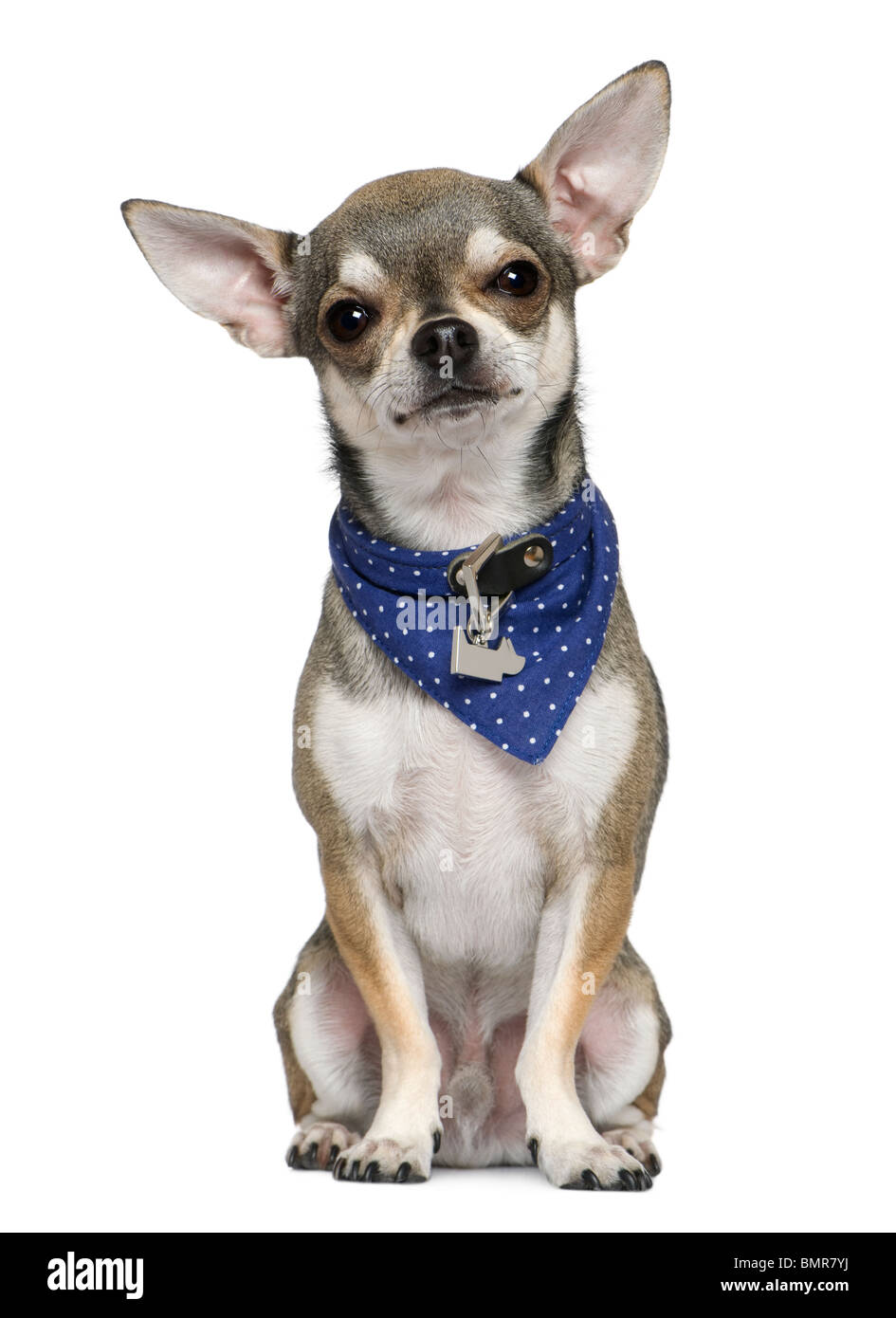 Perro con pañuelo fotografías e imágenes de alta resolución - Alamy