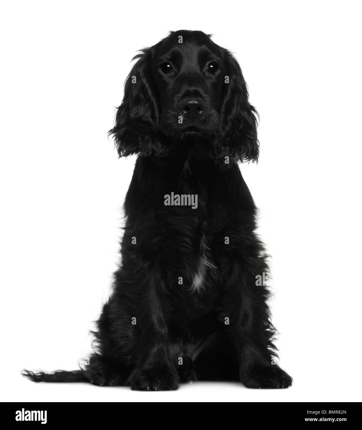 Cocker Spaniel Ingles Fotos E Imagenes De Stock Alamy Cocker Spaniel Ingles Fotos E Imagenes De Stock Alamy